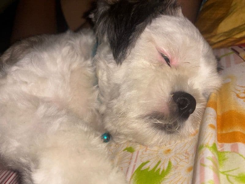 Shih Tzu 1 year 2 months old male medium named Coco for breeding in Meerut Division, Uttar Pradesh | Petmeetly