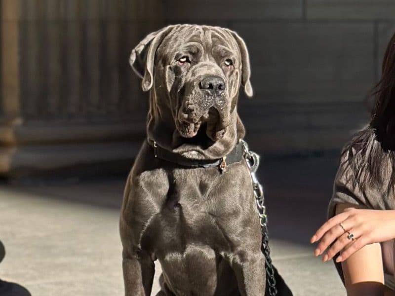 Cane Corso 2 years 5 months old male large named Rover for breeding in Regional Municipality of York, Ontario | Petmeetly