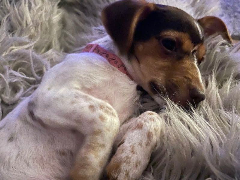 Chihuahua 2 years 6 months old female small named Pepper for breeding in Glasgow City, Scotland | Petmeetly