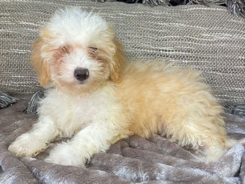 Bernedoodle 5 months old male small named Peaches Mini Bernedoodle for sale | Petmeetly