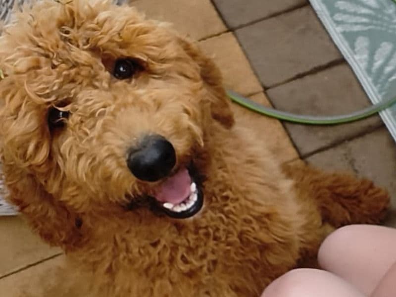 Goldendoodle 1 year 1 month old female medium named Molly for breeding in Southern Downs Regional, Queensland | Petmeetly