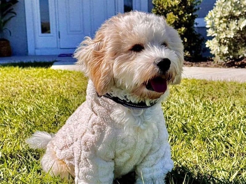 Cavachon 2 years 3 months old male medium named Snow ❄️ for breeding in Lee County, Florida | Petmeetly