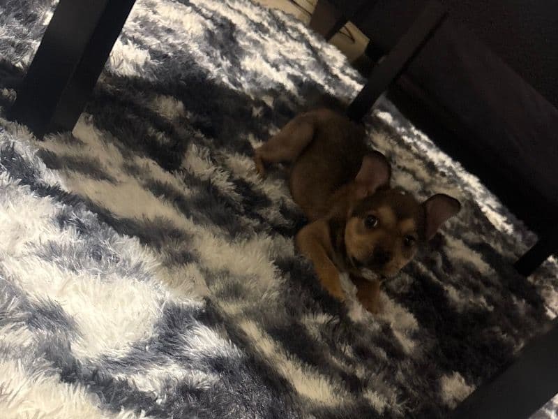 American PitBull Terrier 1 month old male small named King Amir for sale in Johnson County, Texas | Petmeetly