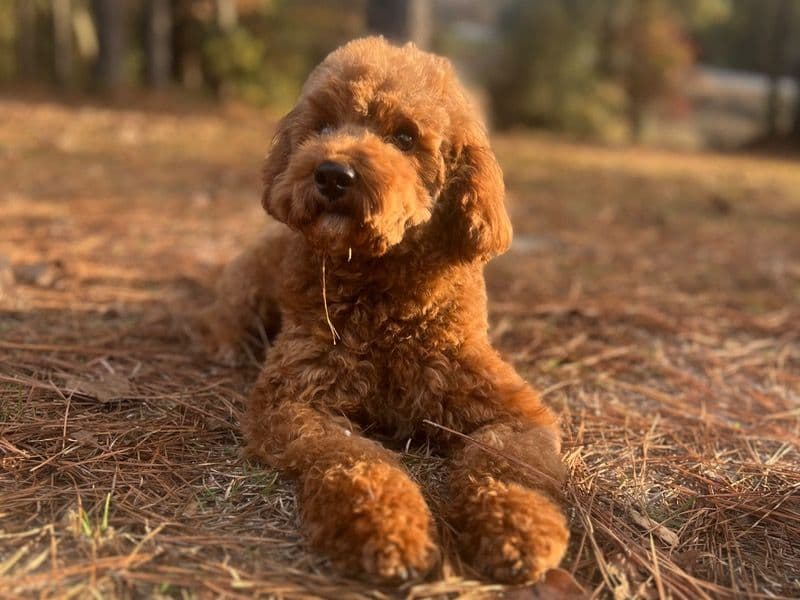 Miniature Poodle 1 year 9 months old male small named Milo for breeding in Clarke County, Mississippi | Petmeetly
