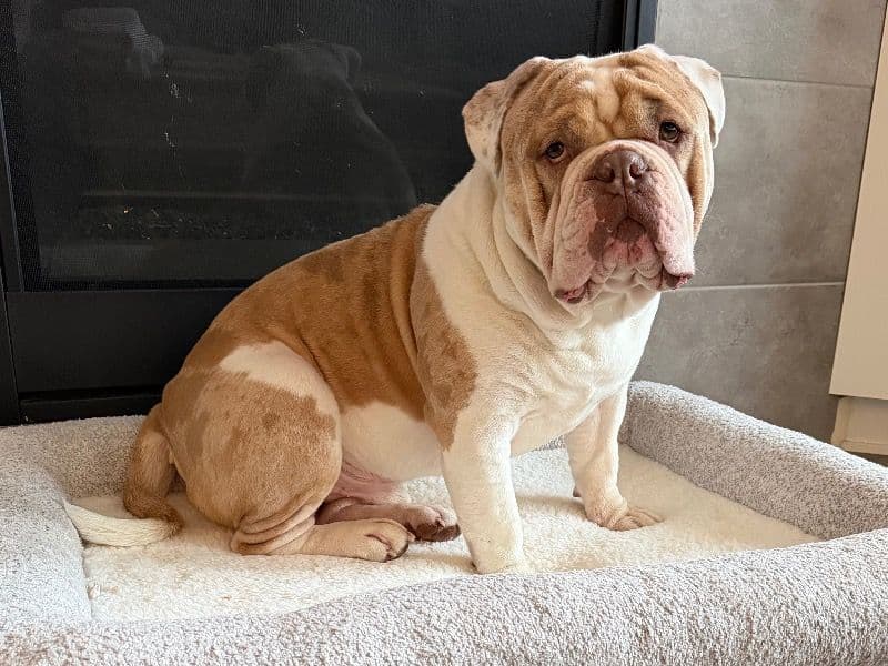 Old English Bulldog 1 year 8 months old male large named Blue for breeding in Metro Vancouver, British Columbia | Petmeetly