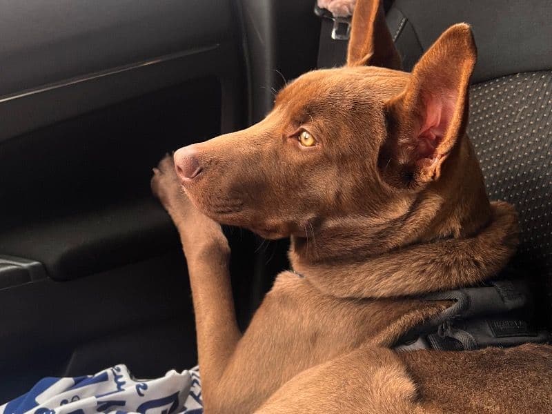 Labrador Retriever 6 months old male large named Jinu for adoption in Monroe County, Pennsylvania | Petmeetly