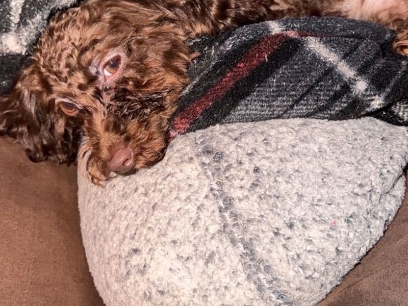 Miniature Poodle 6 months old male small named Peanut for sale in East Baton Rouge Parish, Louisiana | Petmeetly