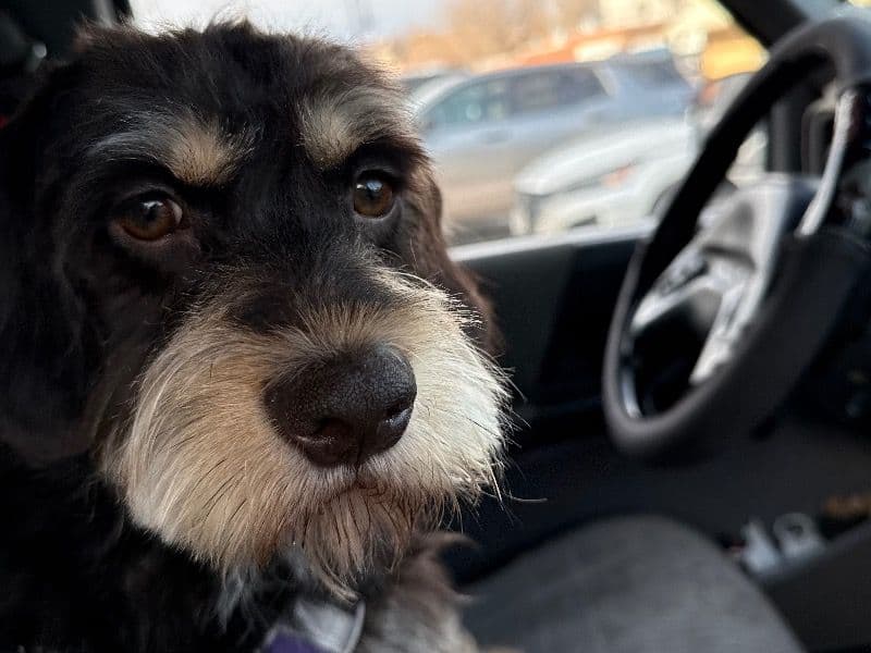 Miniature Schnauzer 1 year 1 month old male medium named Beethoven for breeding in Lewis and Clark County, Montana | Petmeetly