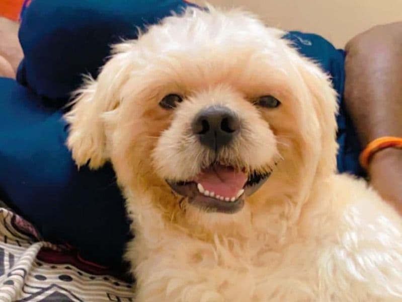 Lhasa Apso 2 years 4 months old male medium named Tricksy for breeding in Hyderabad, Telangana | Petmeetly