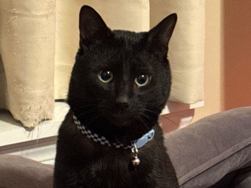 Domestic Shorthair 1 year old male named Law for adoption in Franklin County, Ohio | Petmeetly
