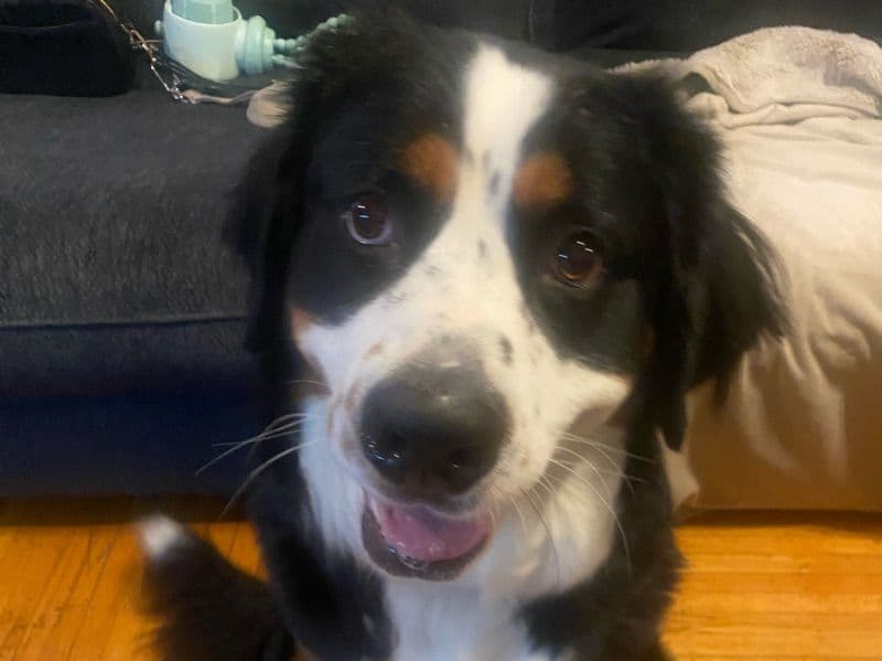 Bernese Mountain Dog 1 year 9 months old female large named Amenia for breeding in Hamilton, Ontario | Petmeetly