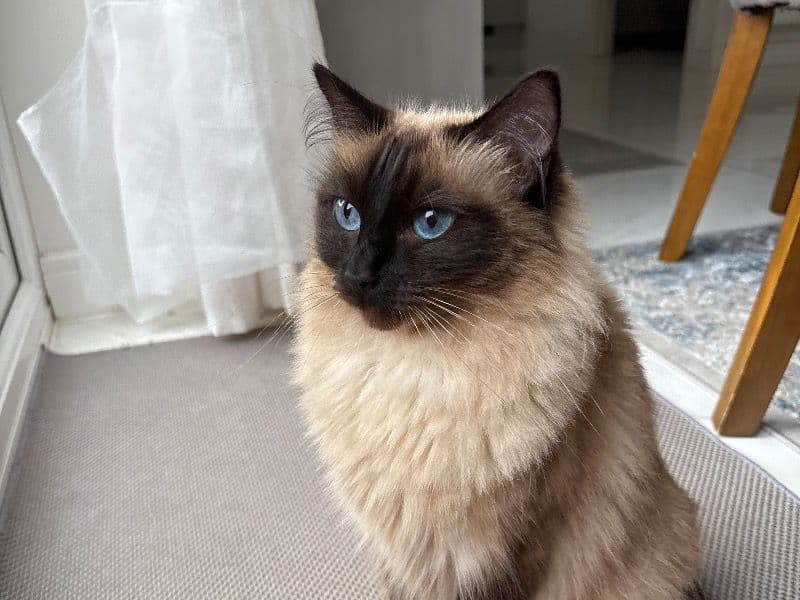 Minnie primary photo
