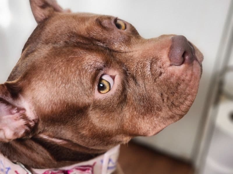 Rednose Pitbull Terrier 2 years 6 months old female extra large named Coco for breeding in Washoe County, Nevada | Petmeetly