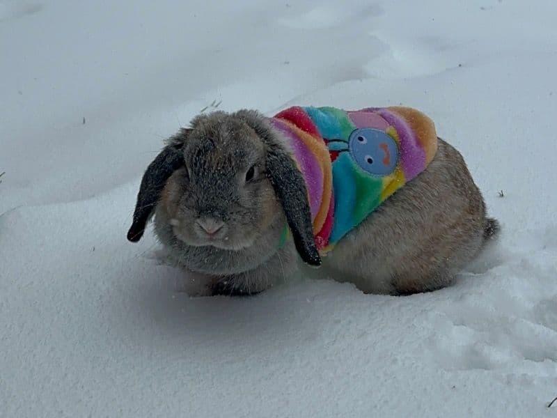 Holland Lop 2 years 5 months old female named Daisy for breeding in Stafford, Texas | Petmeetly