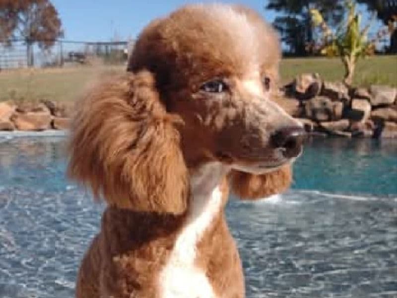 Miniature Poodle 1 year 6 months old male small named Pierre for sale in Tarrant County, Texas | Petmeetly