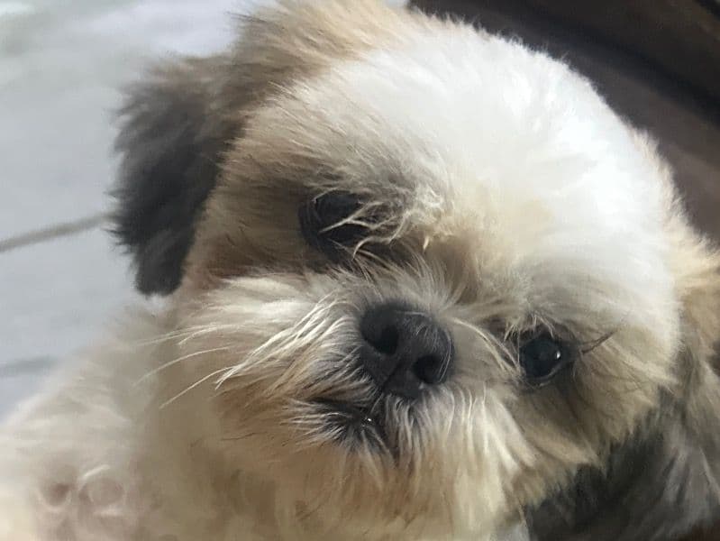 Shih Tzu 3 years 5 months old male medium named Oreo for breeding in Chennai, Tamil Nadu | Petmeetly