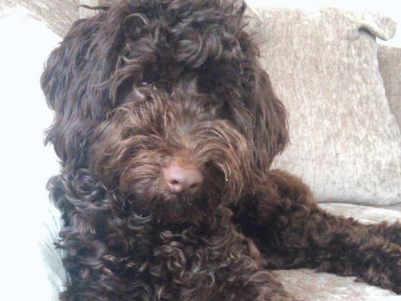 Cockapoo 3 years 4 months old male medium named Boris for breeding in Swansea, Wales | Petmeetly