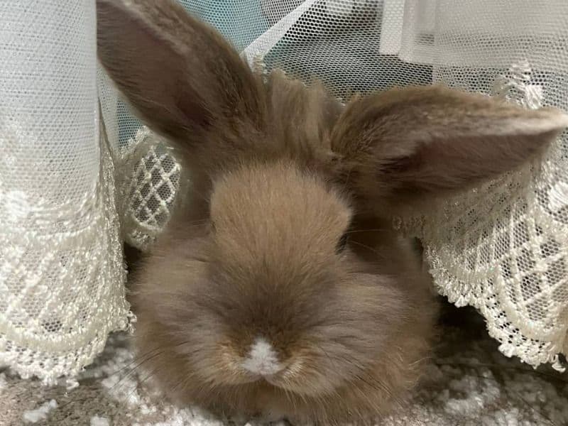 Byba - Angora | Petmeetly