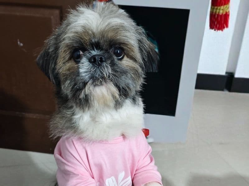 Shih Tzu 2 years 7 months old male small named Dusky for breeding in Pune Division, Maharashtra | Petmeetly