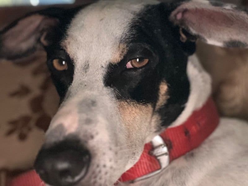 Indian Pariah Dog 4 years 11 months old male medium named Gidd for breeding in Belgaum Division, Karnataka | Petmeetly