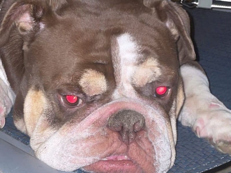 White English Bulldog 3 years 4 months old female medium named Chanel for adoption in Mecklenburg County, North Carolina | Petmeetly