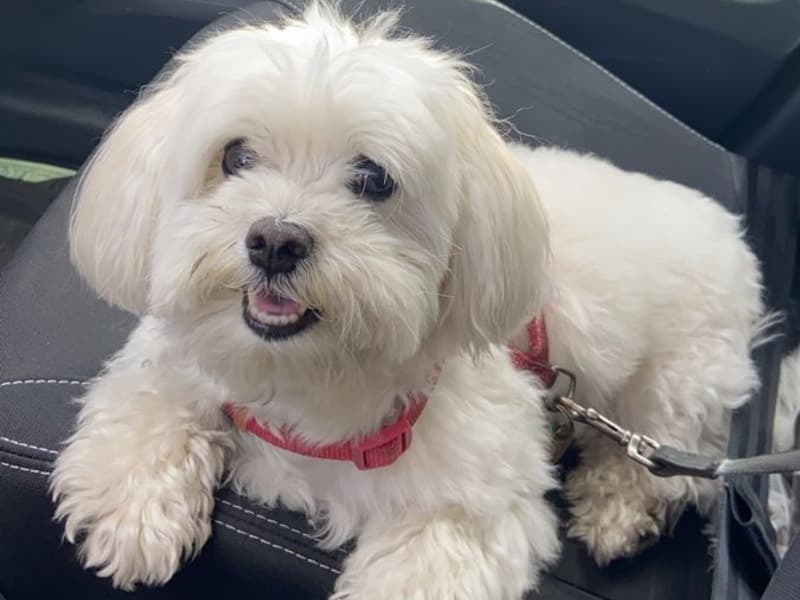 Shih Tzu 11 months old female small named Coco for sale in Idaho | Petmeetly