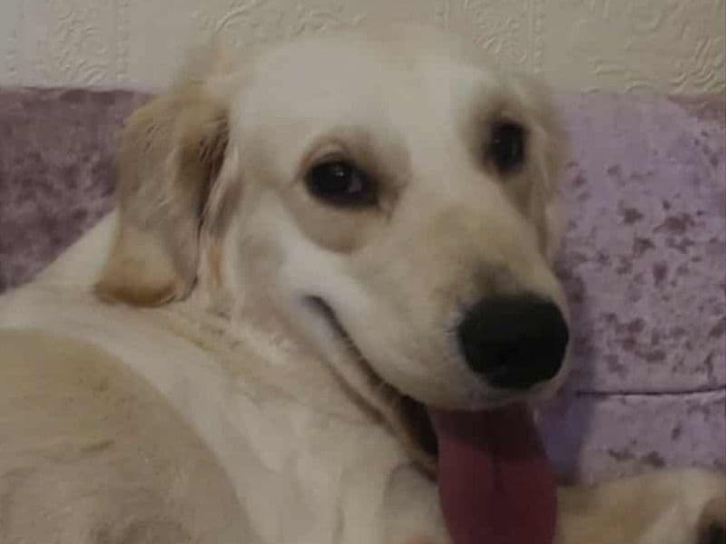 English Golden Retriever 1 year 7 months old female medium named Bella for breeding in West Yorkshire, England | Petmeetly