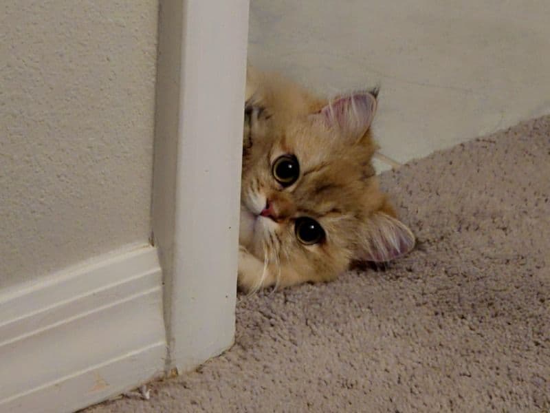 Mochi primary photo