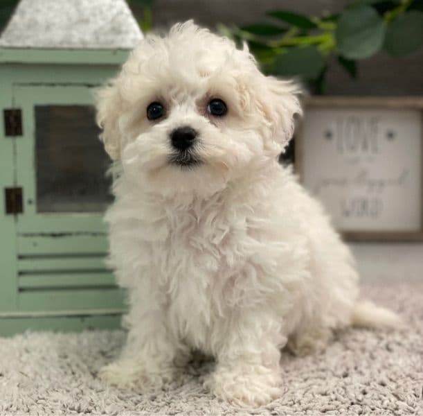 Bichon Frise 2 months old male small named Zucker for sale in Macon County, Alabama | Petmeetly