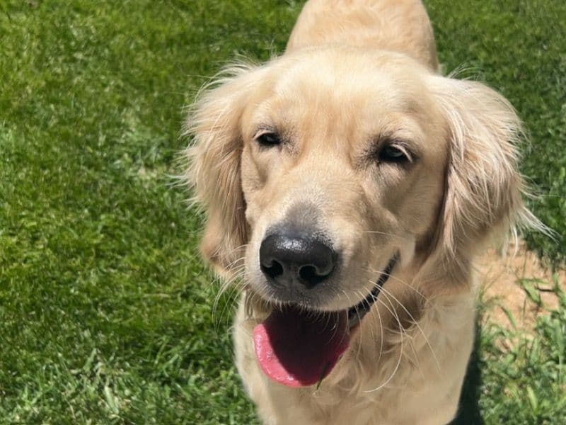 Golden Retriever 4 years 1 month old female large named Lily for breeding in Uintah County, Utah | Petmeetly