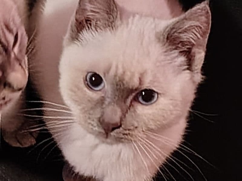Siamese 4 months old male named Jimmy for sale in Burke County, North Carolina | Petmeetly