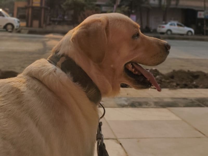 Labrador Retriever 5 years 6 months old male medium named Toby for breeding in Konkan Division, Maharashtra | Petmeetly