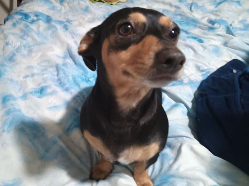 Chiweenie 3 years 10 months old female small named Pipper for breeding in Peoria County, Illinois | Petmeetly