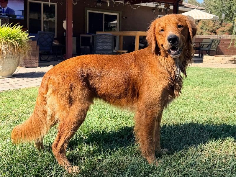 Theodore - Golden Retriever | Petmeetly