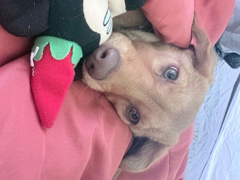 Labrador Retriever 3 months old female medium named Peaches for adoption in Lafourche Parish, Louisiana | Petmeetly