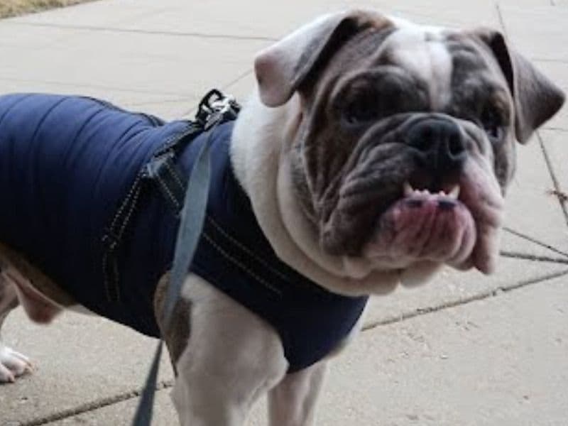 Old English Bulldog 2 years 6 months old male medium named Dakota for breeding in Champaign County, Illinois | Petmeetly