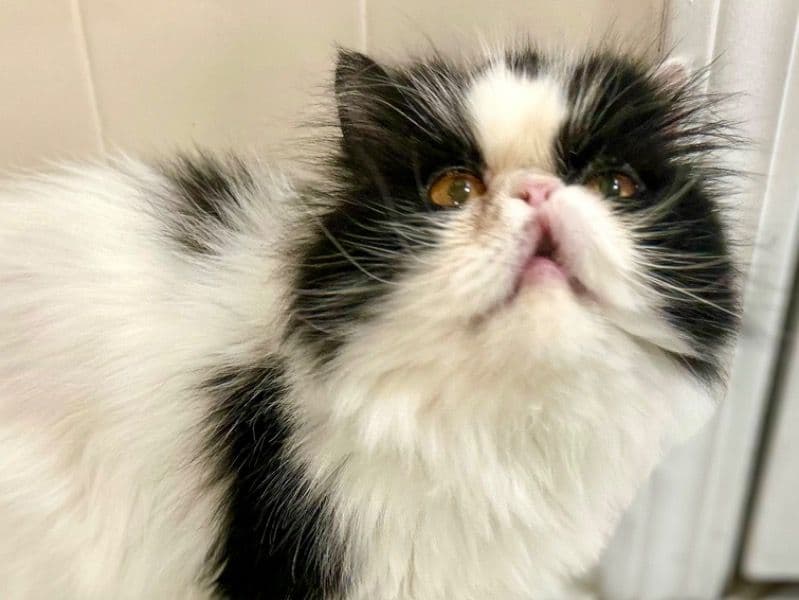 Persian 6 years 5 months old female named Flakesy for breeding in Worcester County, Massachusetts | Petmeetly