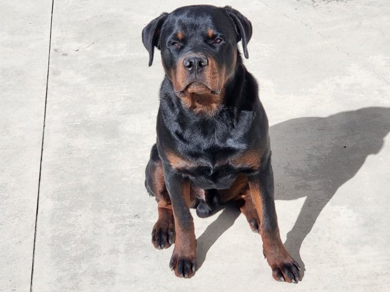 German Rottweiler 1 year 6 months old male large named Ceaser for breeding in San Bernardino County, California | Petmeetly
