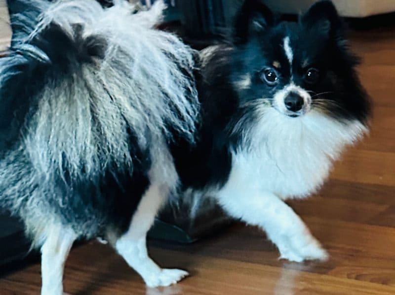 Chiki primary photo