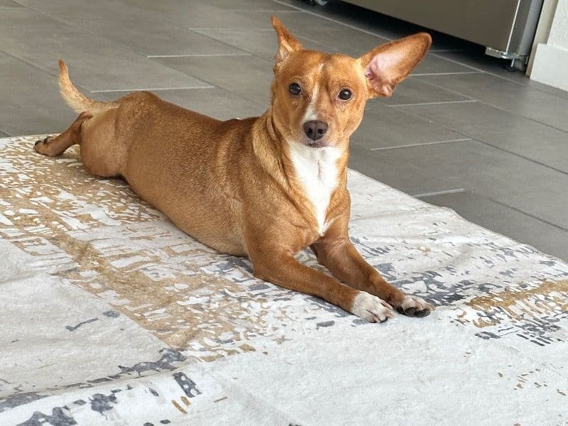 Coco primary photo