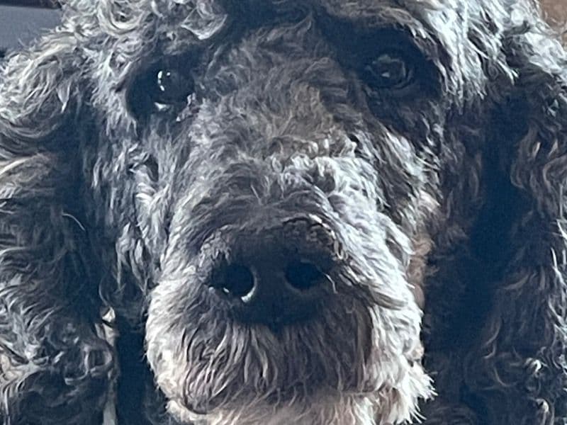 Standard Poodle 9 years 4 months old male large named Scooby for breeding in Dane County, Wisconsin | Petmeetly