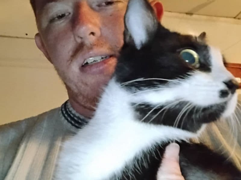 British Shorthair 1 year 1 month old male named Batman for adoption in Duval County, Florida | Petmeetly