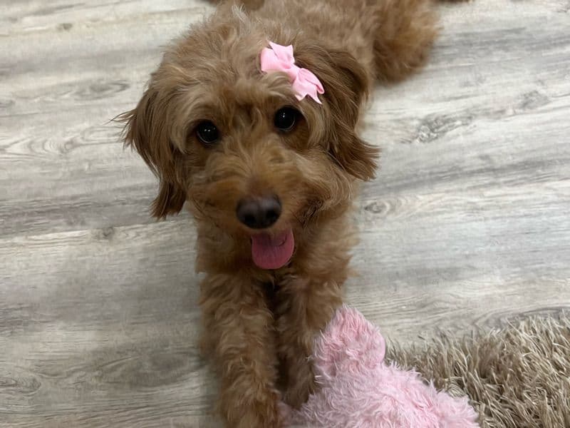 Luna primary photo