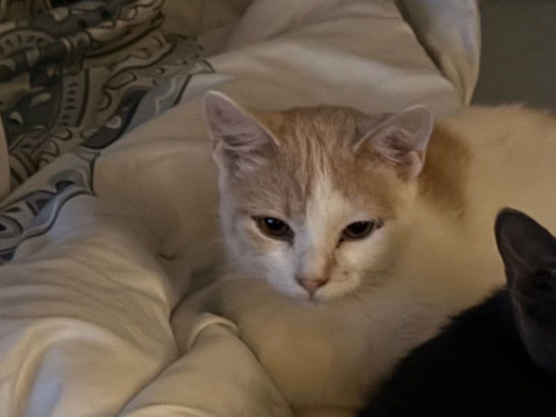 Domestic Shorthair 10 months old male named Cheezit for sale in Walworth County, Wisconsin | Petmeetly