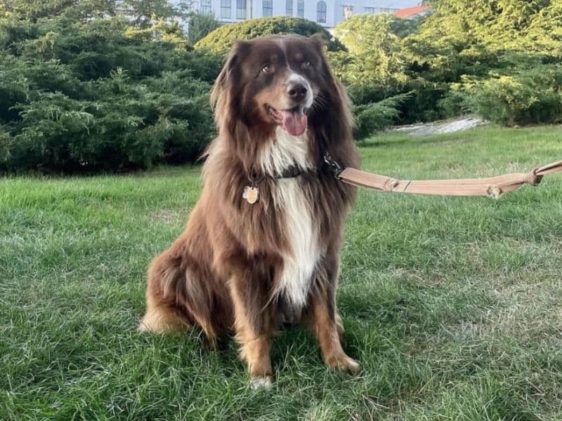 Bergeron - Australian Shepherd success story