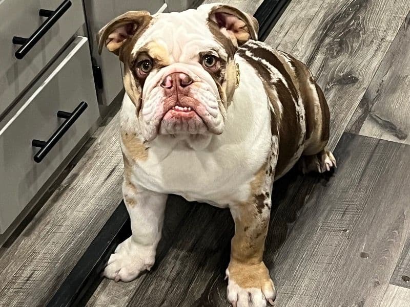 Bulldog 8 months old male medium named Brisket for breeding in Harris County, Texas | Petmeetly