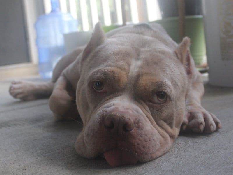 Debo primary photo