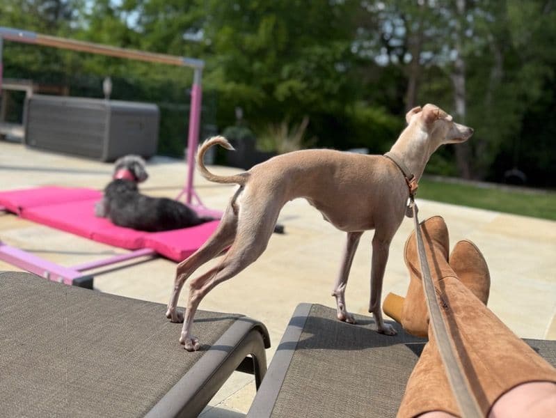 Italian Greyhound 1 year 5 months old female small named Milky for breeding in Surrey, England | Petmeetly
