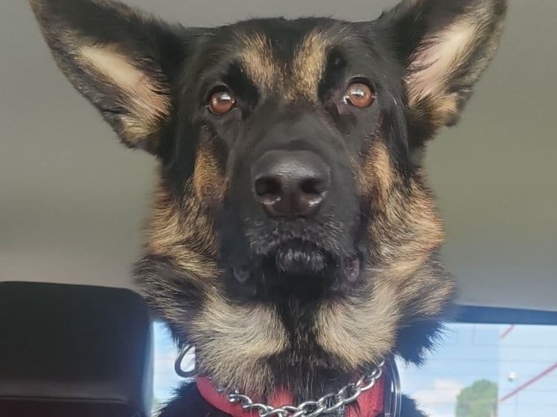 German Shepherd 3 years old female medium named Nova for breeding in Florence County, South Carolina | Petmeetly