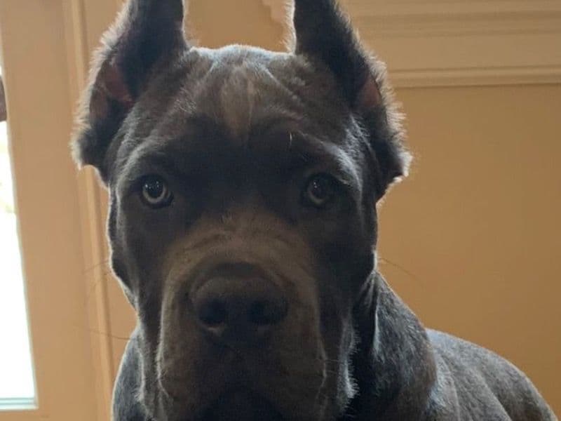 Cane Corso 7 months old male medium named Charlie for sale in California | Petmeetly